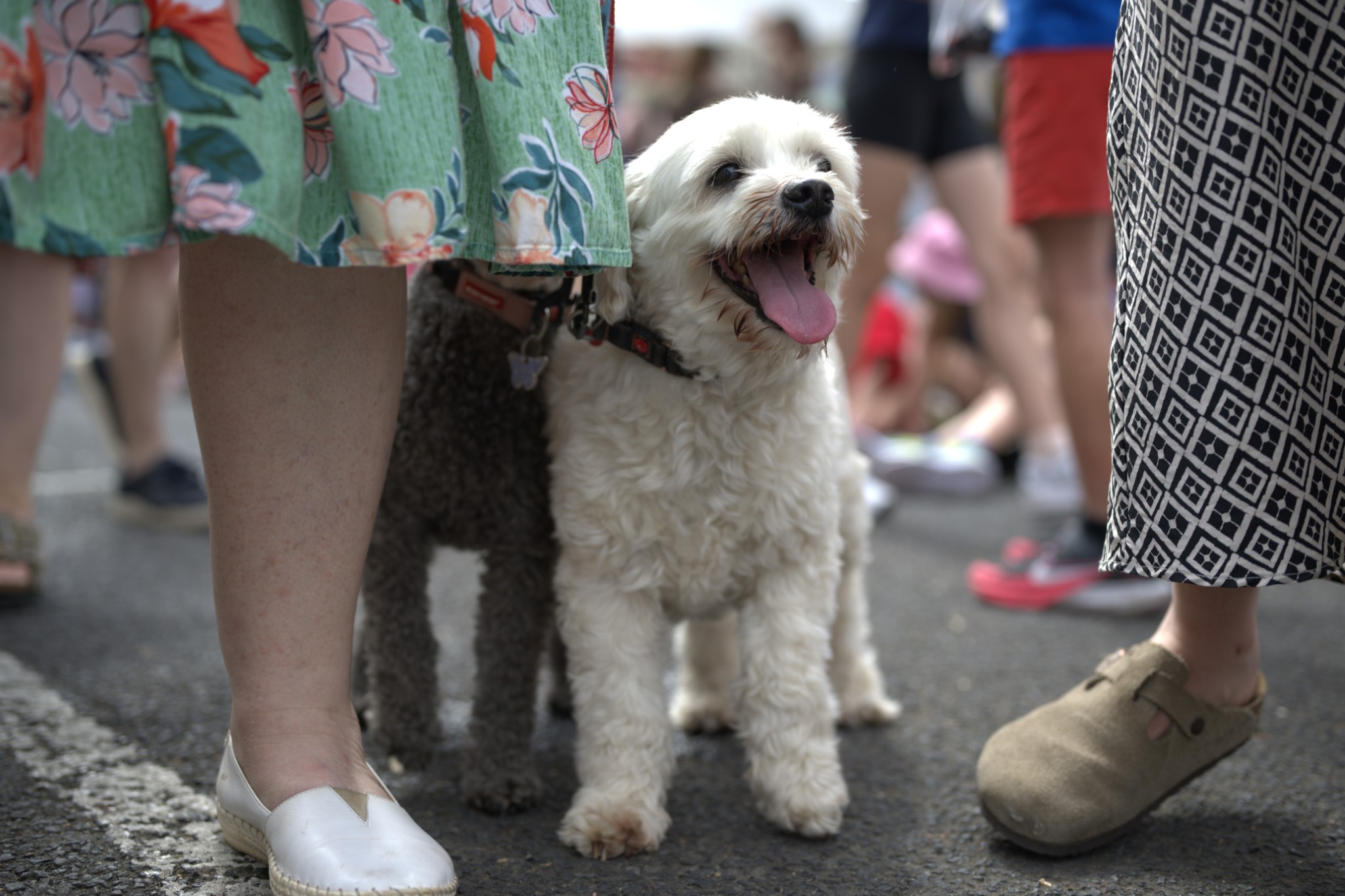 Sean Miller Yarraville Festival